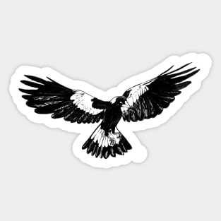 Magpie in Flight Sticker